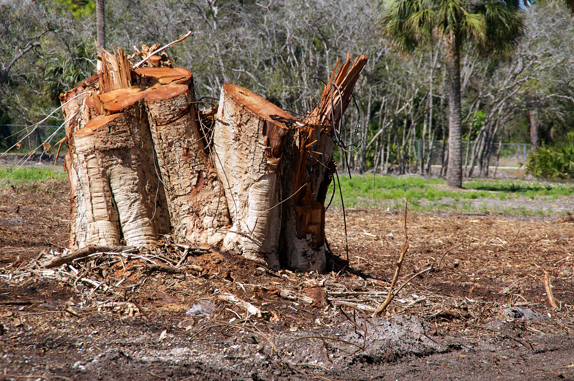 Lakeland, FL Tree Services Dead Tree Removal & Stump Grinding