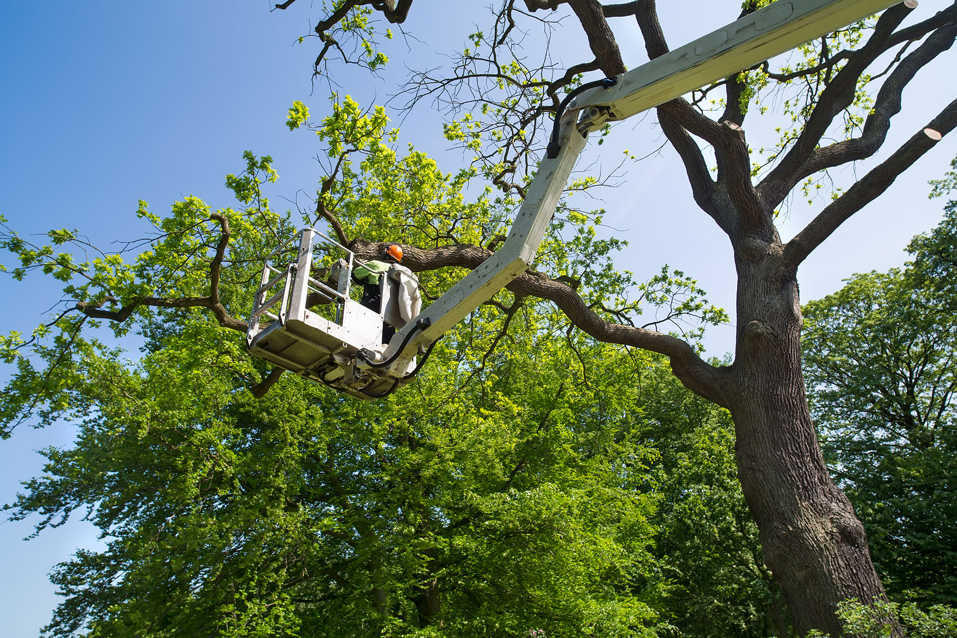 Lakeland, FL Tree Services Dead Tree Removal & Stump Grinding