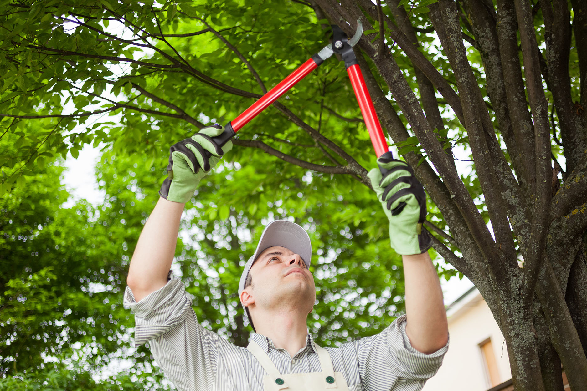 Lakeland, FL Tree Services Dead Tree Removal & Stump Grinding
